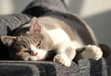 Cómo mantener a las mascotas seguras contra la tularemia animal, en Minnesota Cómo mantener a las mascotas seguras contra la tularemia animal, en Minnesota