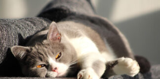 Cómo mantener a las mascotas seguras contra la tularemia animal, en Minnesota Cómo mantener a las mascotas seguras contra la tularemia animal, en Minnesota