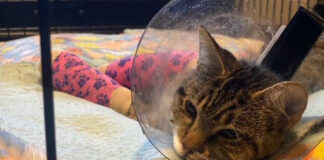 “Rue”, el suertudo gato que sobrevivió a una caída de 12 pisos de altura "Rue", la gatita suertuda que sobrevivió a una caída de 12 pisos de altura