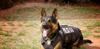 Oficiales K-9 de Minnesota se unen a la lucha contra la trata de personas K-9 de Minnesota se unen a la lucha contra la trata de personas
