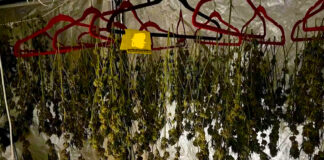 Cannabis legal en problemas en Uruguay: Escasez y ventas en el mercado gris Cannabis legal en problemas en Uruguay: Escasez y ventas en el mercado gris