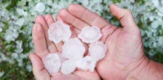 Granizo de 6 pulgadas de diámetro cae cerca de Chokio, Minn. Granizo de 6 pulgadas de diámetro cae cerca de Chokio, Minn.