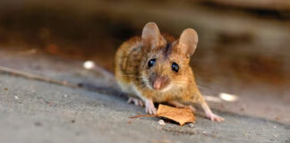 Roedor se cuela en un avión y provoca aterrizaje forzoso en Dinamarca Roedor se cuela en un avión y provoca aterrizaje forzoso en Dinamarca