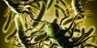 Riesgo de Listeria: Waffles congelados contaminados Riesgo de Listeria: Waffles congelados contaminados