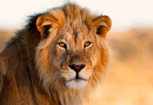 Hallan 3 leones decapitados y sin patas en parque nacional de Zimbawe Hallan 3 leones decapitados y sin patas en parque nacional de Zimbabue