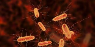 Casos de E. coli vinculados a hamburguesas en varios restaurantes de las Twin Cities Casos de E. coli vinculados a hamburguesas en varios restaurantes de las Ciudades Gemelas, informa el Departamento de Salud