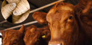 EEUU cierra sus fronteras al ganado mexicano por gusano barrenador EEUU cierra sus fronteras al ganado mexicano por gusano barrenador