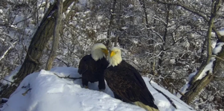 Una nueva cámara Eagle se pondrá en funcionamiento en Minnesota Una nueva cámara Eagle se pondrá en funcionamiento en Minnesota para el deleite de los espectadores de todo el mundo.