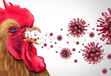 Detectan el primer caso de gripe aviar en un niño en California, EEUU Detectan el primer caso de gripe aviar en un niño en California, EEUU