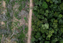 Pérdida de bosques de la Selva Maya ha reducido su extensión: NASA Pérdida de bosques de la Selva Maya ha reducido su extensión