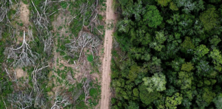 Pérdida de bosques de la Selva Maya ha reducido su extensión: NASA Pérdida de bosques de la Selva Maya ha reducido su extensión