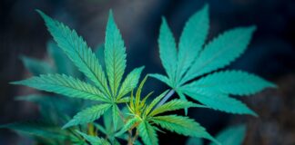 Demandas detienen sorteo de licencias comerciales de cannabis en Minnesota Demandas llevan a un juez a detener el sorteo de licencias comerciales de cannabis en Minnesota