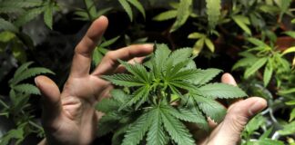 La oficina de cannabis de Minnesota cancela la lotería de licencias, retrasa las ventas minoristas La oficina de cannabis de Minnesota cancela la lotería de licencias, probablemente retrasando el inicio de las ventas minoristas