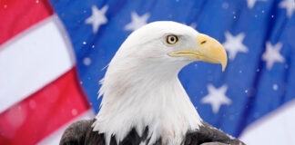 Biden convierte oficialmente al águila calva en ave nacional de Estados Unidos Biden convierte oficialmente al águila calva en ave nacional de Estados Unidos