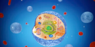 Investigadores usarían Inteligencia Artificial para crear la primera célula humana Investigadores usarían Inteligencia Artificial para crear la primera célula humana