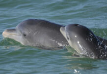 Estudio encuentra fentanilo en delfines que habitan el Golfo de México Estudio encuentra fentanilo en delfines que habitan el Golfo de México
