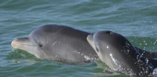 Estudio encuentra fentanilo en delfines que habitan el Golfo de México Estudio encuentra fentanilo en delfines que habitan el Golfo de México