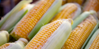 México pierde disputa con Estados Unidos sobre el comercio de maíz transgénico México pierde disputa con Estados Unidos sobre el comercio de maíz transgénico