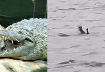 Cocodrilos en Indonesia fingen ser humanos ahogándose para atraer víctimas Cocodrilos en Indonesia fingen ser humanos ahogándose para atraer víctimas