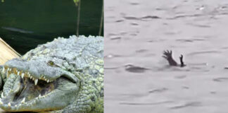 Cocodrilos en Indonesia fingen ser humanos ahogándose para atraer víctimas Cocodrilos en Indonesia fingen ser humanos ahogándose para atraer víctimas