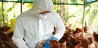 $1 millón de la Lotería de Minnesota para investigar gripe aviar $1 millón de la Lotería de Minnesota para investigar gripe aviar