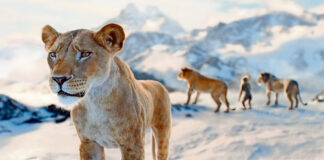 “Mufasa” saca la garra frente a “Sonic 3” en la taquilla norteamericana “Mufasa” saca la garra frente a “Sonic 3” en la taquilla norteamericana