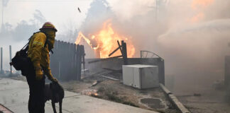 Veterinaria resguarda a 41 animales mientras sus dueños huyen del fuego Veterinaria resguarda a 41 animales mientras sus dueños huyen del fuego