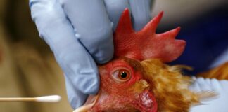 Minnesota: gripe aviar y rastreo de lobos en riesgo por recorte federal de Trump Minnesota: gripe aviar y rastreo de lobos en riesgo por recorte federal de Trump