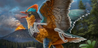 En China, hallan fósiles de una especie de ave jurásica desconocida En China, una nueva especie de ave jurásica, la segunda en la historia