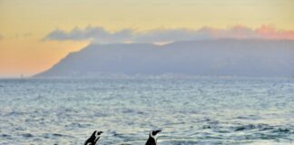 Historias de amor animal en el Zoológico y Conservatorio Como Historias de amor animal en el Zoológico y Conservatorio Como