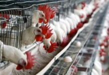 Veterinarios en EEUU se contagiaron de gripe aviar sin saberlo, en 2024 Veterinarios en EEUU se contagiaron de gripe aviar sin saberlo, en 2024