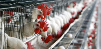 Veterinarios en EEUU se contagiaron de gripe aviar sin saberlo, en 2024 Veterinarios en EEUU se contagiaron de gripe aviar sin saberlo, en 2024