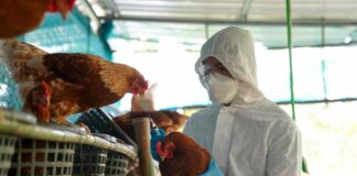 Walz anuncia “frente unido” contra gripe aviar en Minnesota Walz anuncia "frente unido" contra gripe aviar en Minnesota