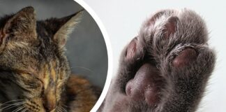 Proyecto de ley busca prohibir desungulación de gatos en Minnesota Proyecto de ley busca prohibir desungulación de gatos en Minnesota