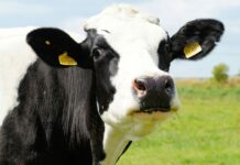 Detectan gripe aviar en la leche de un hato lechero en Minnesota Detectan gripe aviar en la leche de un hato lechero en Minnesota