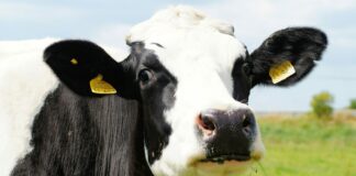 Detectan gripe aviar en la leche de un hato lechero en Minnesota Detectan gripe aviar en la leche de un hato lechero en Minnesota