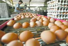 EEUU importa huevo de Corea del Sur y Turquía por escasez y sobreprecios EEUU importa huevo de Corea del Sur y Turquía por escasez y sobreprecios