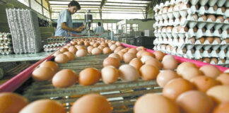EEUU importa huevo de Corea del Sur y Turquía por escasez y sobreprecios EEUU importa huevo de Corea del Sur y Turquía por escasez y sobreprecios