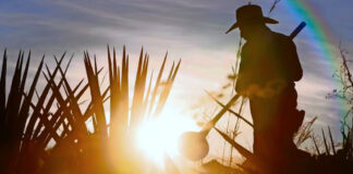 La industria del tequila define un plan ante los aranceles de Trump La industria del tequila define un plan ante los aranceles de Trump