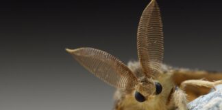 Cancelan plan contra polilla esponjosa en Minnesota por falta de fondos Cancelan plan contra polilla esponjosa en Minnesota por falta de fondos