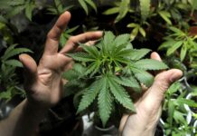 Cannabis en MN: El estado puede avanzar en la emisión de licencias Cannabis en MN: El estado puede avanzar en la emisión de licencias