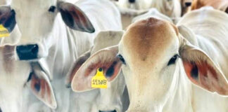 Secretaría de Agricultura de EEUU logra acuerdo con México sobre gusano barrenador Secretaría de Agricultura de EEUU logra acuerdo con México sobre gusano barrenador