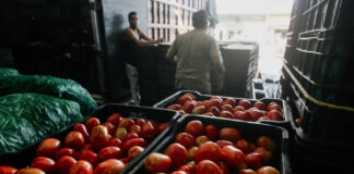 EEUU impondrá aranceles del 20.91% al tomate mexicano a partir del 14 de julio EEUU impondrá aranceles del 20.91% al tomate mexicano da partir del 14 de julio