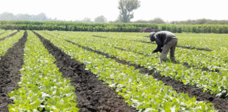 Asociaciones porcícolas, de granos y de alimentos de EEUU temen represalias arancelarias Asociaciones porcícolas, de granos y de alimentos de EEUU temen represalias arancelarias