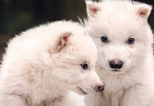 “Des-extinguen” a “lobo terrible”, desaparecido hace más de 10 mil años "Des-extinguen" a "lobo terrible", desaparecido hace más de 10 mil años