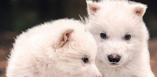 “Des-extinguen” a “lobo terrible”, desaparecido hace más de 10 mil años "Des-extinguen" a "lobo terrible", desaparecido hace más de 10 mil años