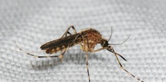 Alerta por aumento de mosquitos en Twin Cities Alerta por aumento de mosquitos en Twin Cities