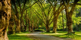 Un parque rural en el condado de Redwood: un lugar para la reflexión y la religión para todos Un parque rural en el condado de Redwood: un lugar para la reflexión y la religión para todos