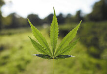 Empresarios y activistas protestan contra impuesto al cannabis en Minnesota Empresarios y activistas protestan contra impuesto al cannabis en Minnesota