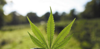 Empresarios y activistas protestan contra impuesto al cannabis en Minnesota Empresarios y activistas protestan contra impuesto al cannabis en Minnesota